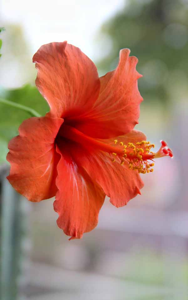 Hibiskus_1