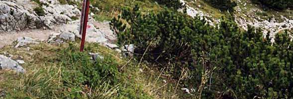 Ehrwald_13