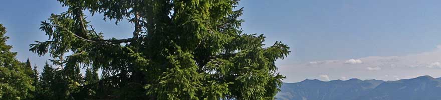 Rossfeld_02_05